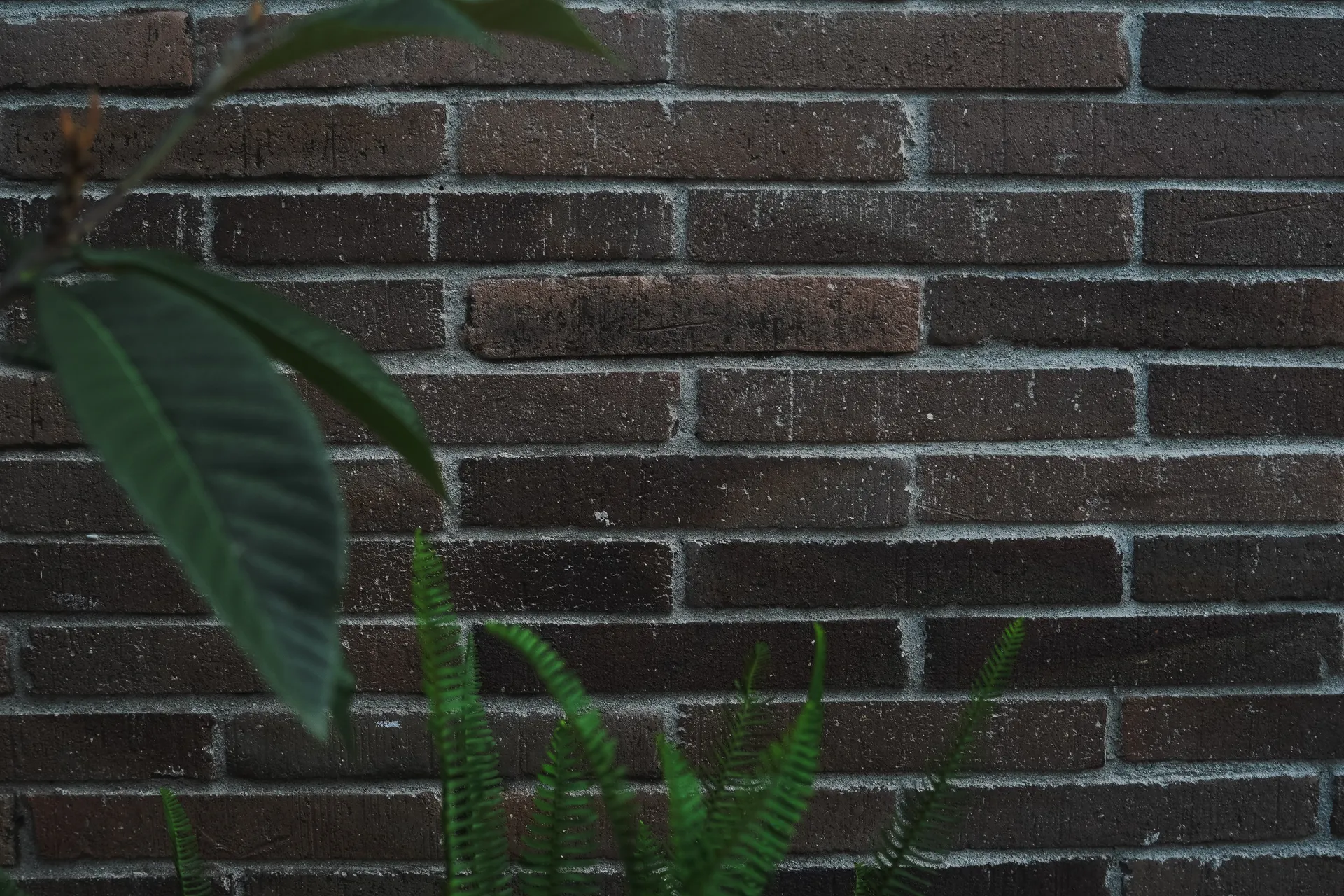 Muro en ladrillo oscuro con vegetación — Clay House